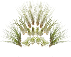 Tillandsien 20Er-Mix, Tilliandsia, Bromeliengewächs
