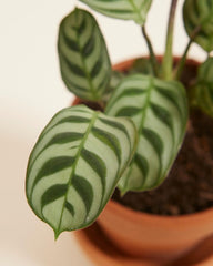 Baby Ctenanthe Burle Marxii - Zimmerpflanzen, Pflanzen Echt, Nachhaltige Verpackung - 2Cm Stecklinge - Höhe 15Cm - Direkt Von Der Gärtnerei