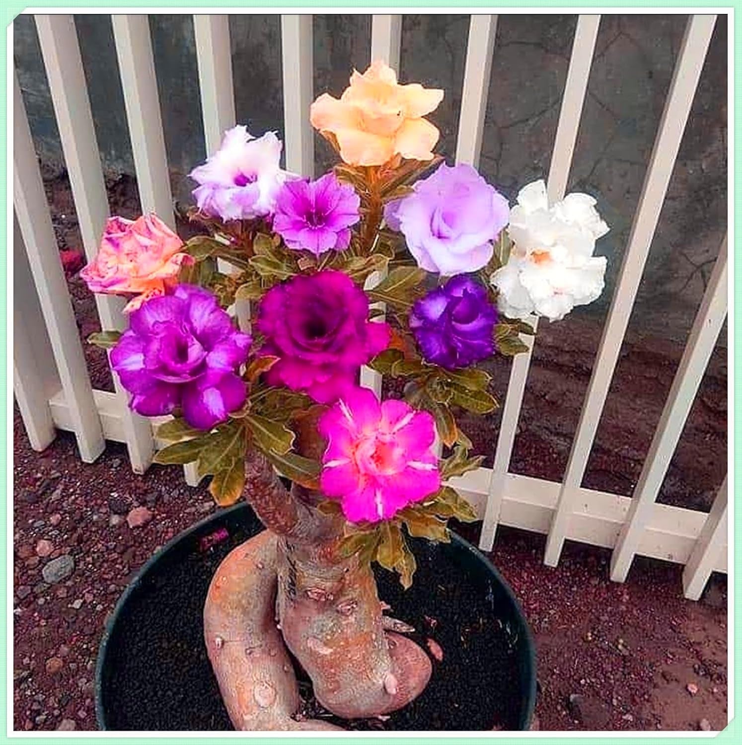 Mélange de bulbes de fleurs, ampoule magique mystère, plantation rustique, bulbe de fleurs vivaces résistant à l’hiver, bulbes rustiques - 3 bulbes d’orchidées