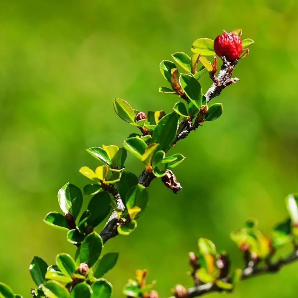 Teppichmispel, Herbstblumen Winterhart Bodendecker Cotoneaster Dammeri, Schnell Wachsende Sträucher Kaufen Geschenke Für Gärtner Exotische Seltene 120Samen