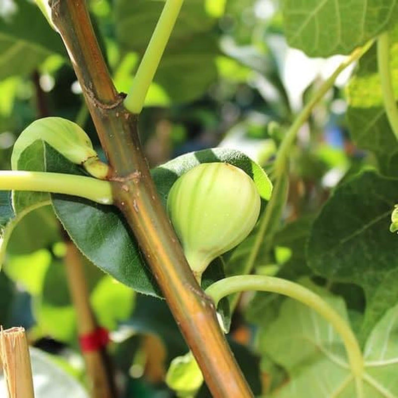 Feigenbaum Panascè – Obstpflanze Alte Sorte Topf Ø 26 Cm, Max. Wuchshöhe 180 Cm – Alter: 4 Jahre - Italienische Baumschule