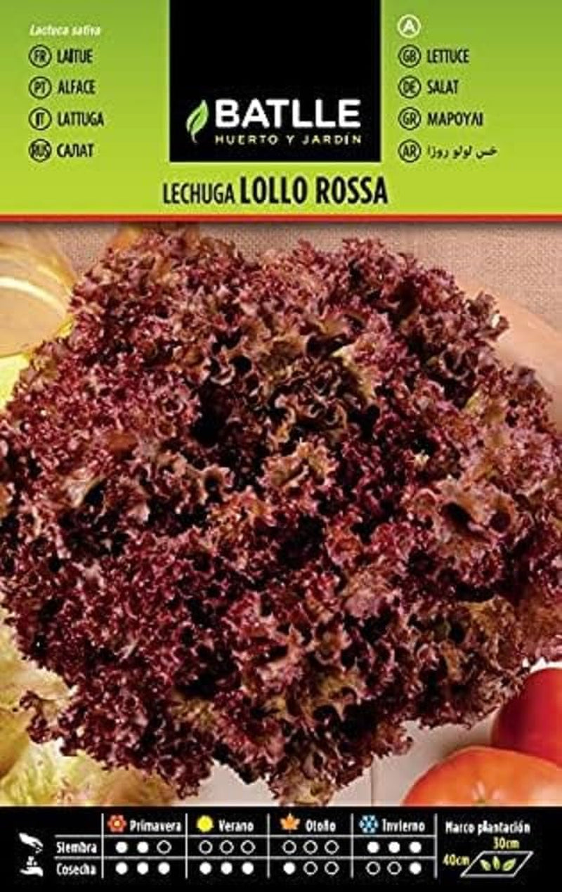 Batlle Gemüsesamen - Frühlings Kopfsalat Dorada De Primavera (6400 Samen)