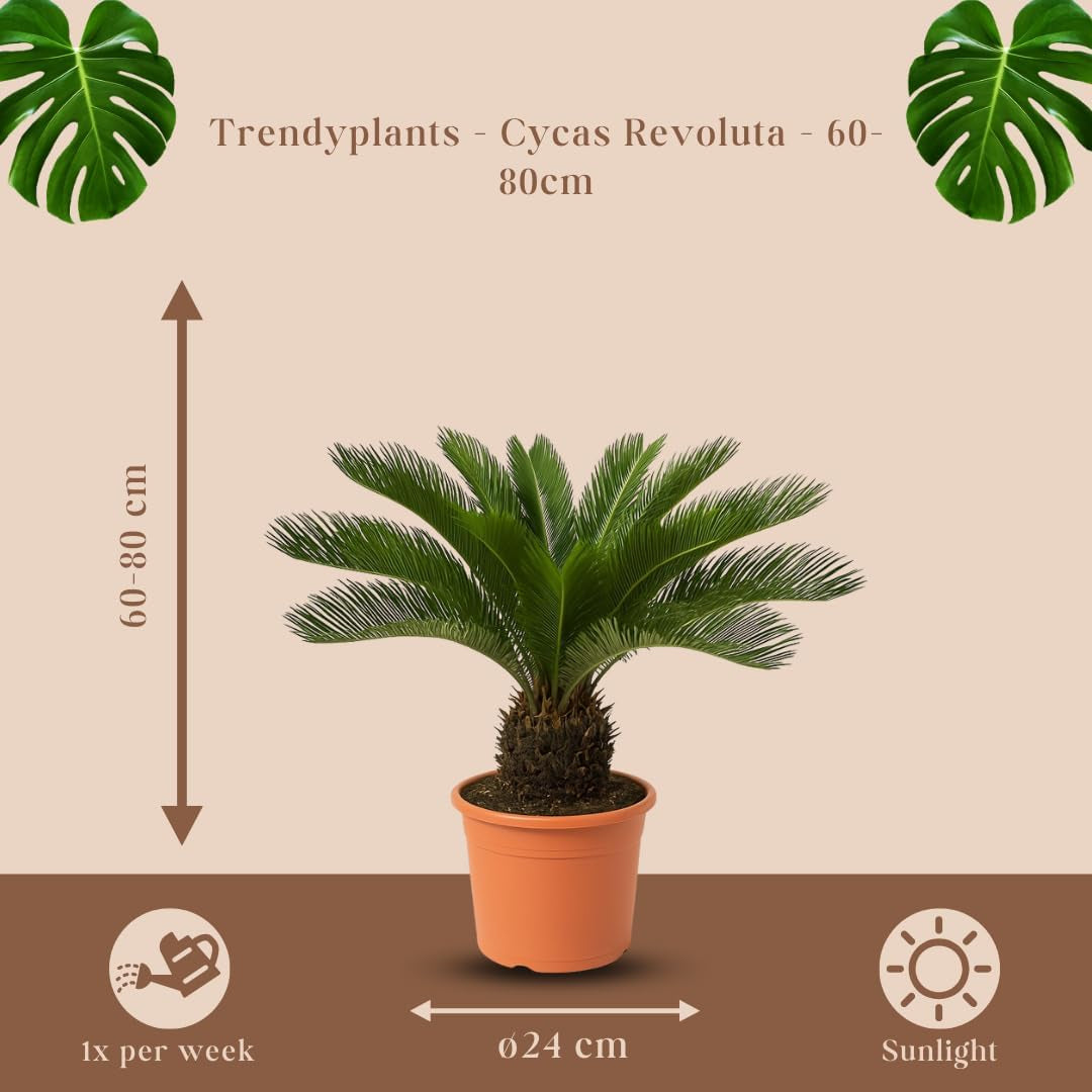 Trendyplants - Cycas Revoluta - Japanische Sago-Palme - Gartenpflanze - Höhe 60-80 Cm - Topfgröße Ø24Cm