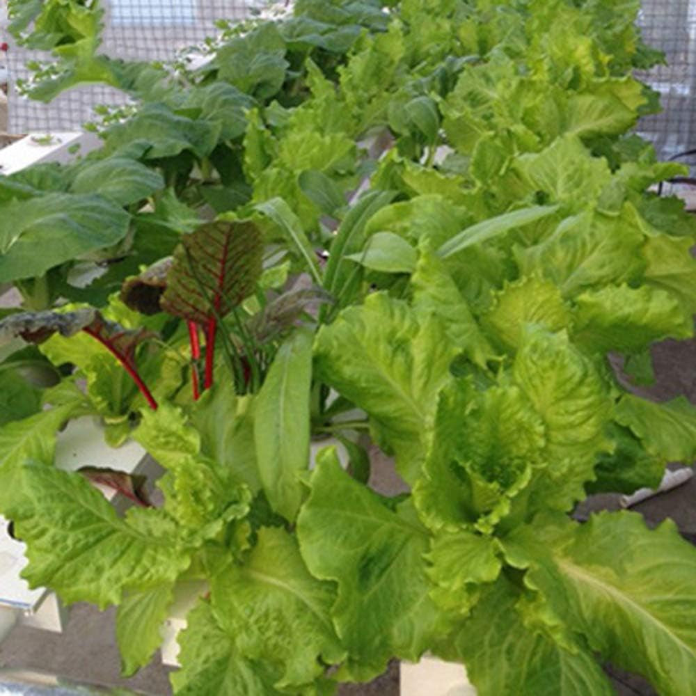 Kit de culture hydroponique 1 couche avec 54 jardinières, systèmes de culture de plantes sans sol en PVC avec pompe à eau, kits de culture hydroponique pour cultiver des légumes et des fruits sur les balcons, les jardins, les patios et les cours