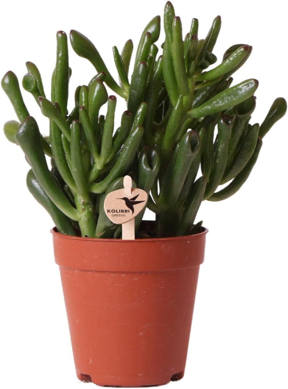 Kolibri Greens | Groene Plant - Sukkulente Crassula Hobbit - Grüne Zimmerpflanze - Frisch Aus Der Gärtnerei - Ø9Cm