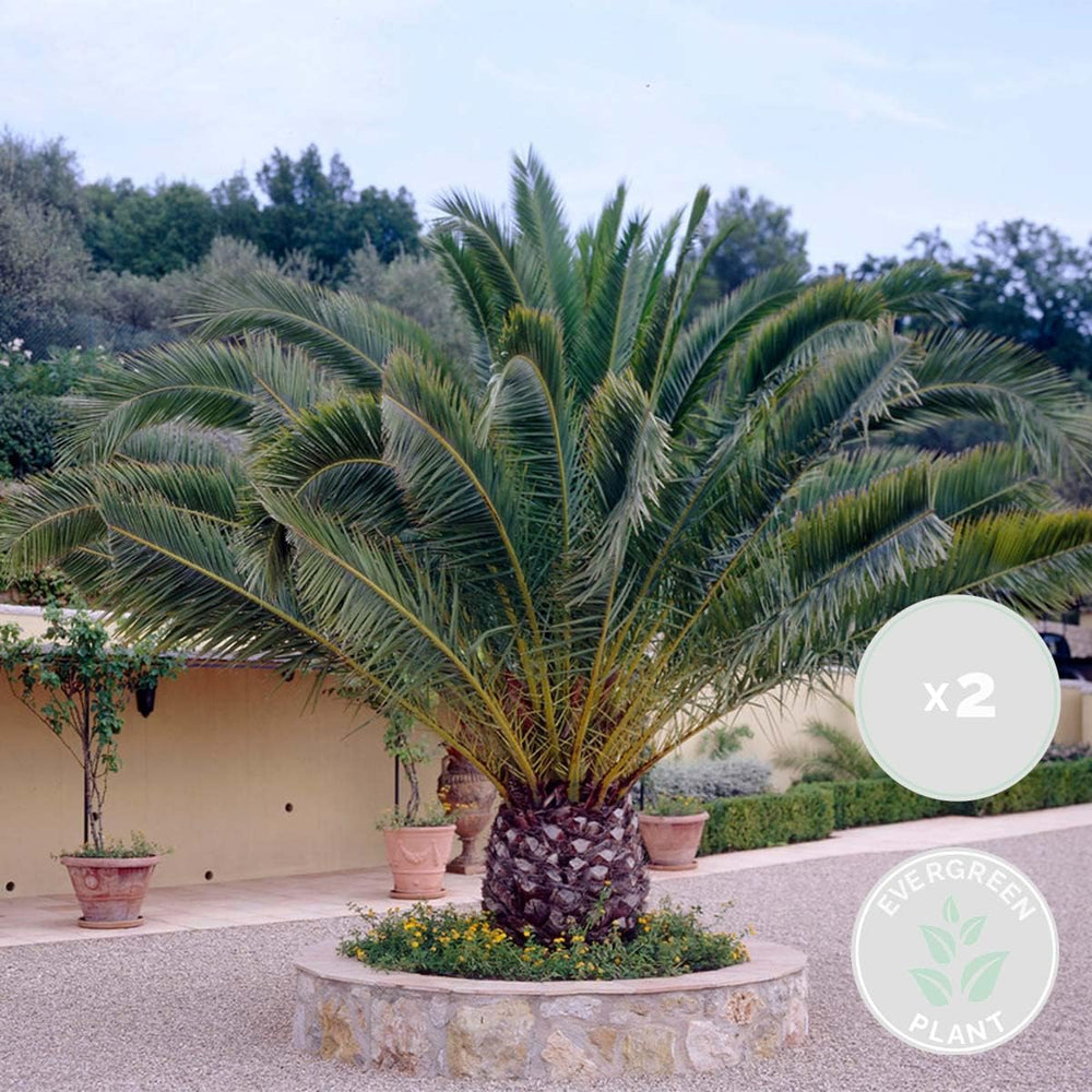 Bloomique - 2Er Set - Phoenix Canariensis - Kanarische Dattelpalme - Palme - Balkonpflanzen Winterhart - Höhe 80-100 Cm - Topf 19 Cm