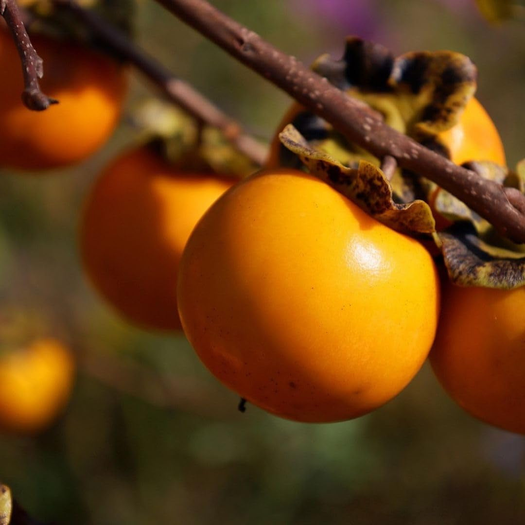 Kakibaum — Apfelkhaki – Alte Sorte, Obstpflanze Auf Topf 26 Cm — Max. Höhe 160 Cm — 4 Jahre Alt — Italienische Baumschule