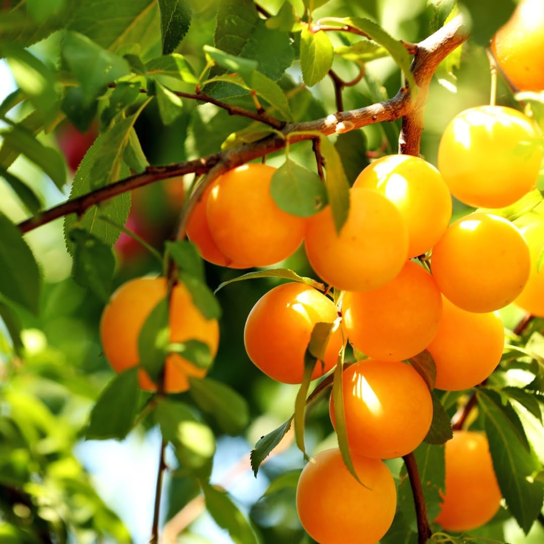Shiro-Pflaumen Tropfen Gold -Obstpflanze Alte Frucht Auf Blumentopf 26 - Baum Max 200 Cm – 4 Jahre Anbau Italien