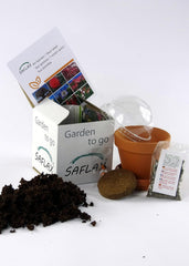 SAFLAX - Kapstachelbeere/Andenbeere - 100 Samen - Physalis Peruviana