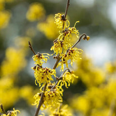 Zaubernuss, Zaubernuss Strauch, Für Sonnige Plätze Hamamelis Mollis, Exotische Gartendeko Für Draußen Balkonpflanzen Winterhart Mehrjährig Herbstblumen 200Samen
