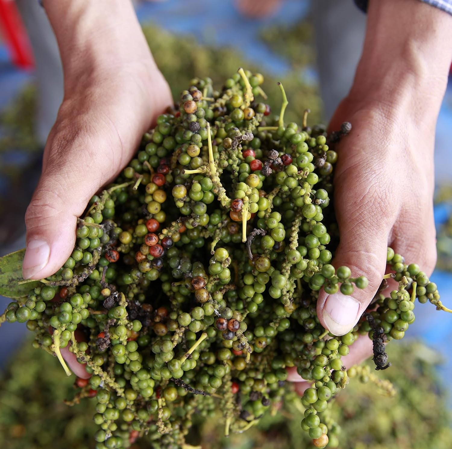 Spicebar Roter Kampot Pfeffer, Premium Auslese aus Kambodscha (1 x 70g)