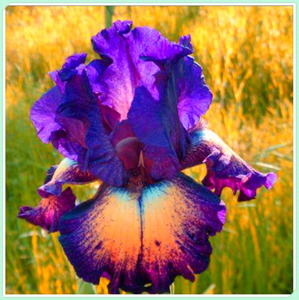 Mélange de bulbes de fleurs, ampoule magique mystère, plantation rustique, bulbe de fleurs vivaces résistant à l’hiver, bulbes rustiques - 3 bulbes d’orchidées