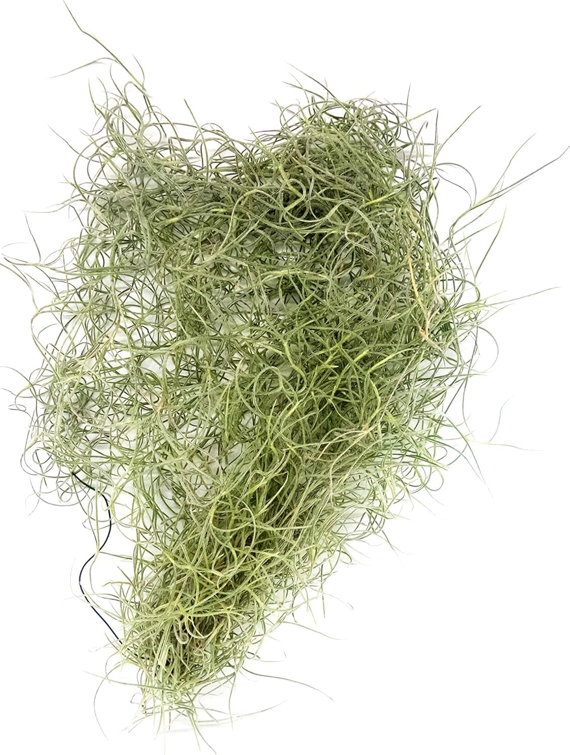 Tillandsia Luft Pflanzen Kollektion Innen Haus Pflanze Blume Für Geschenk Sonder Anlass - Tillandsia Usneoides