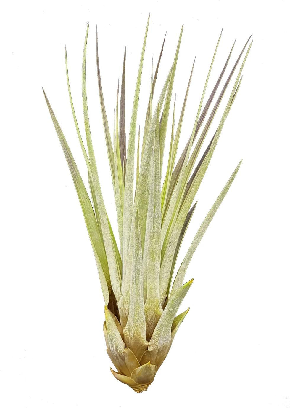 Tillandsia Fasciculata Ca. 25 Cm Hoch