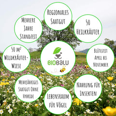 Wilde Apotheke - 50 Traditionelle Heilkräuter Samen - Bienenfreundliche Wildblumenwiese, Wildkräuter Samen Mehrjährig & Regional, Arzneipflanzen Saatgutmischung 30 G