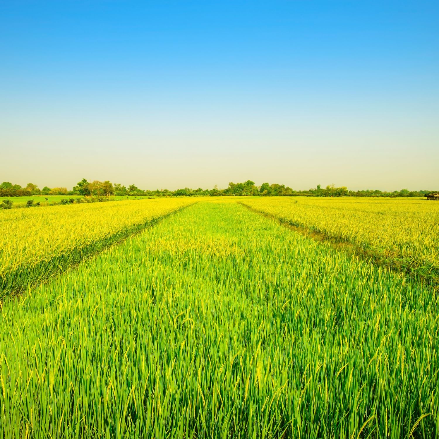 - Langkornreis Style USA - 1 X 20 KG