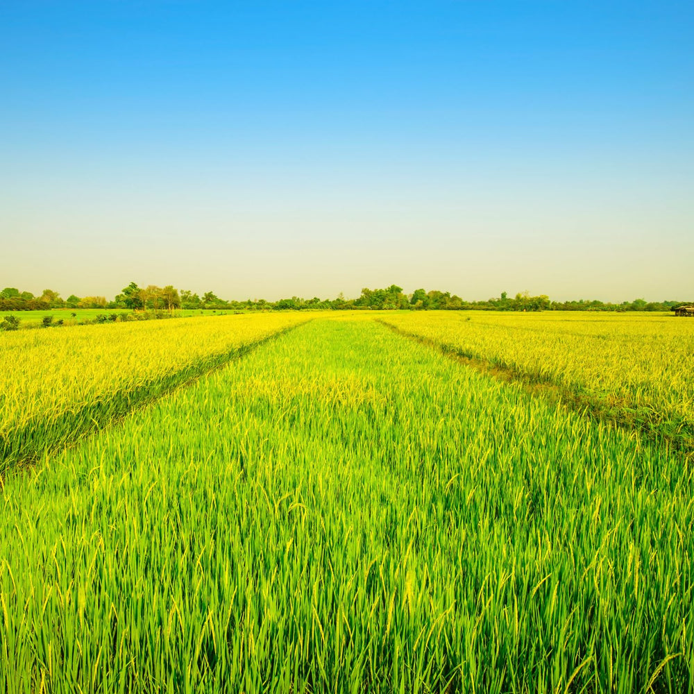 - Langkornreis Style USA - 1 X 20 KG