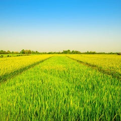 - Langkornreis Style USA - 1 X 20 KG