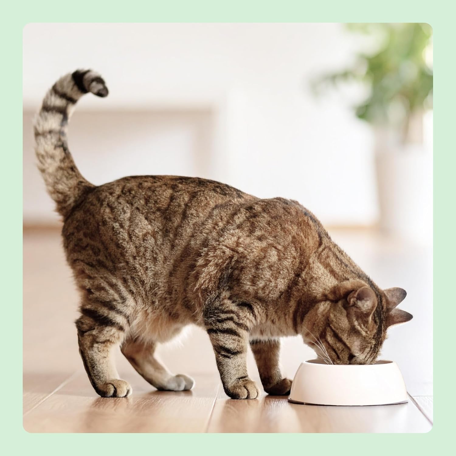 par Amazon Katzenfutter, nass, Dose, Stücke mit Geflügel in Sauce, 12 x 415 g