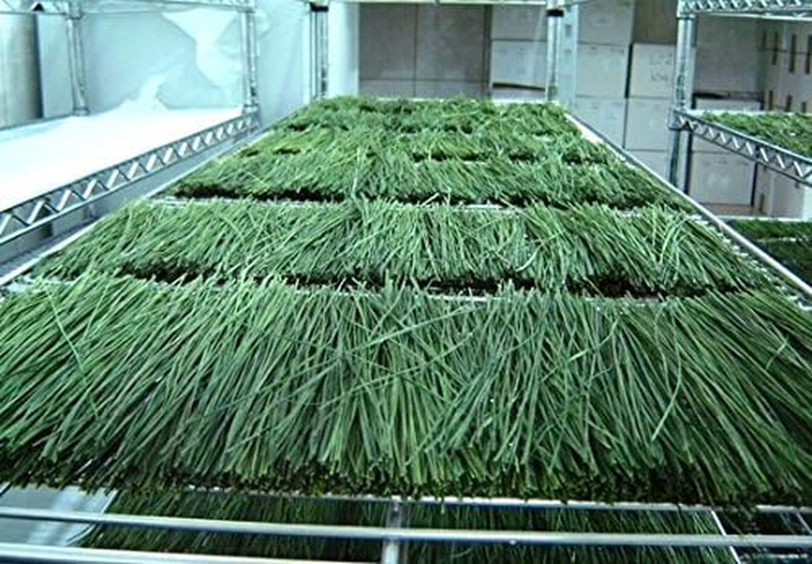 BISON GRASS 4L - Bison Vodka | Grass Vodka | Vodka Essence | Spirit Essences | Herbs by