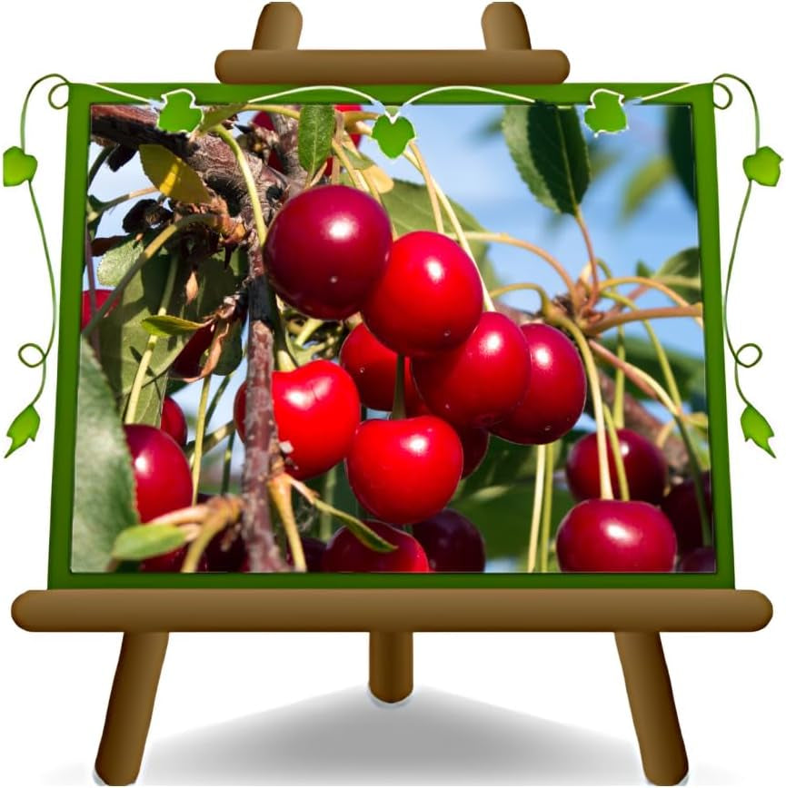 Süßkirschbaum Bigarreau Moreau – Obstpflanze Im Topf Ø Ab 24/26 Cm, Höhe 160-180 Cm, Alter: 4 Jahre – Italienische Baumschule
