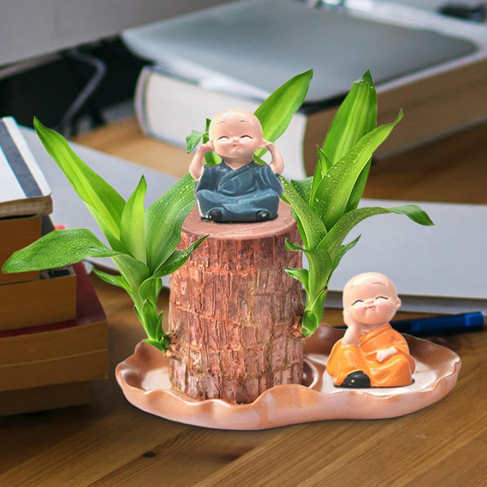 Brasilianische Holzpflanze Mit Blumentopf, Brasilianisches Glücksholz, Hydroponische Topfpflanze, Hydroponische Glücksholzpflanze, Reinigt Die Raumluft, Büro-Schreibtischpflanze Für Den Innenbereich