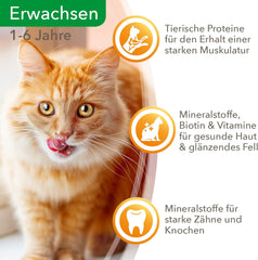 IAMS Delights Nourriture humide pour chat au bœuf juteux et carottes en gelée – Nourriture humide complète pour chat adulte, 24 sachets x 85 g