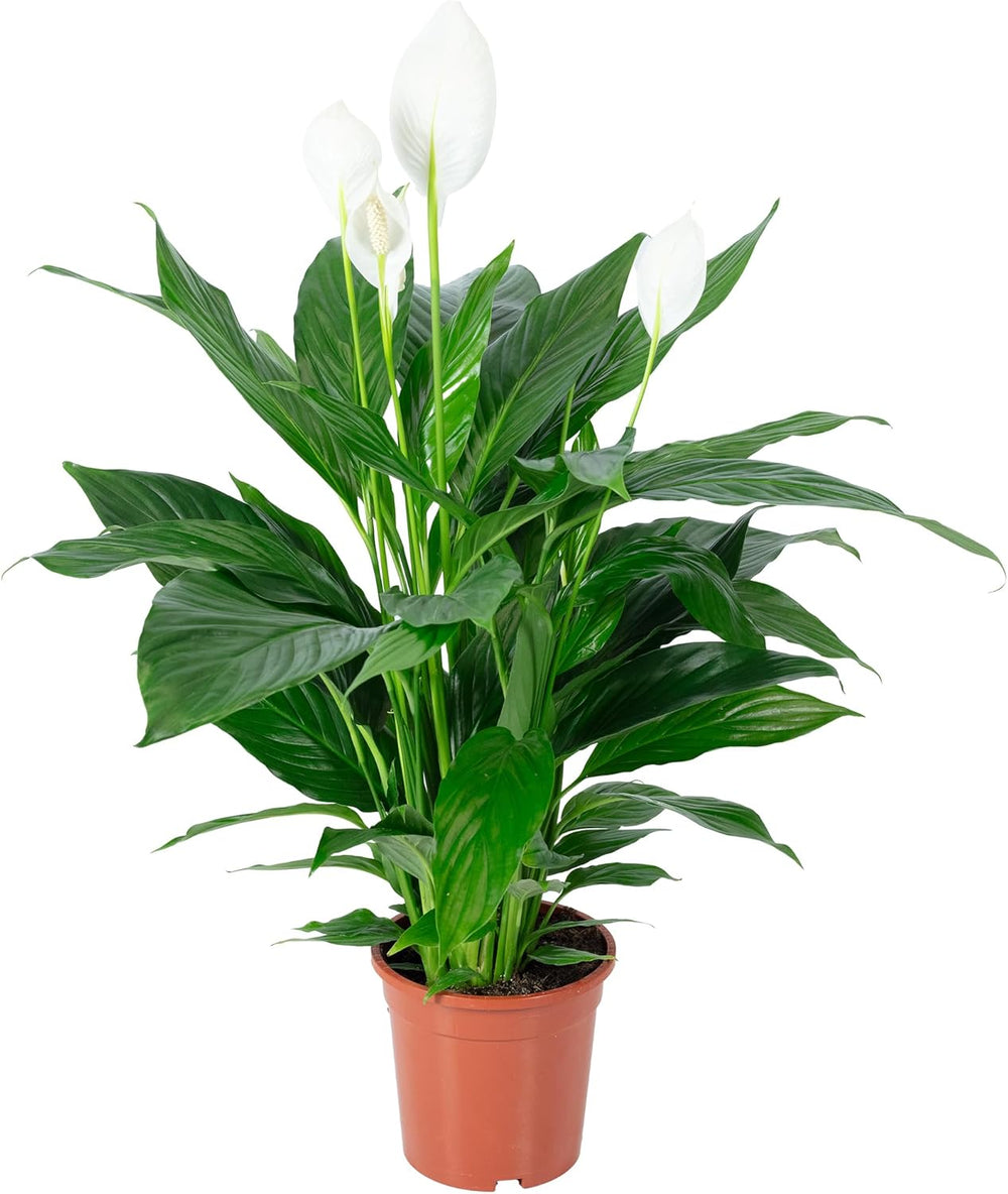 Einblatt - Echte Zimmerpflanze, Spathiphyllum Lauretta - Höhe Ca. 90 Cm, Topf-Ø 19 Cm