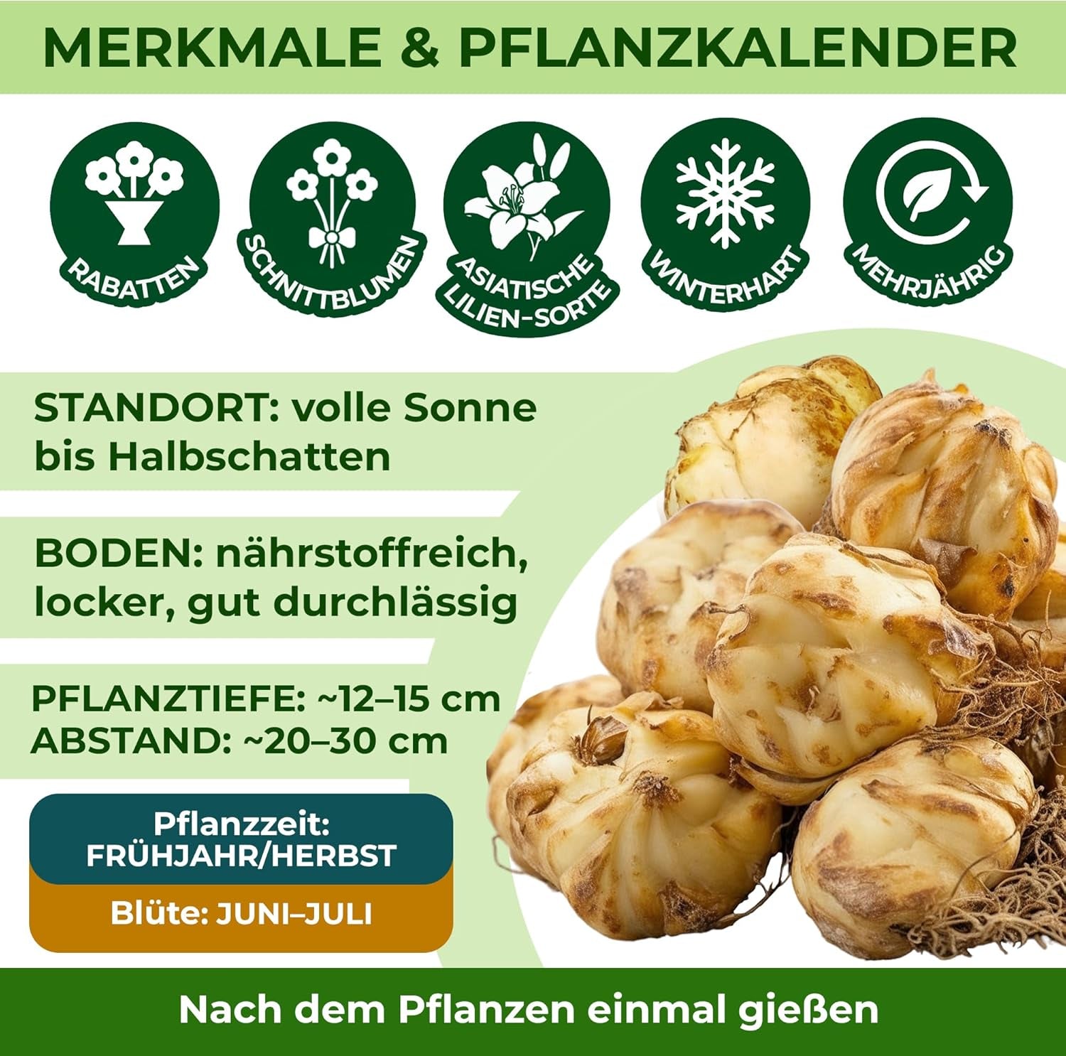 Bulbes de lys vivaces rustiques – Mélange de lotus oriental – 10 bulbes – Bulbes de fleurs hollandais exclusifs – Pour jardin et pots (grands bulbes sans graines, non artificiels)