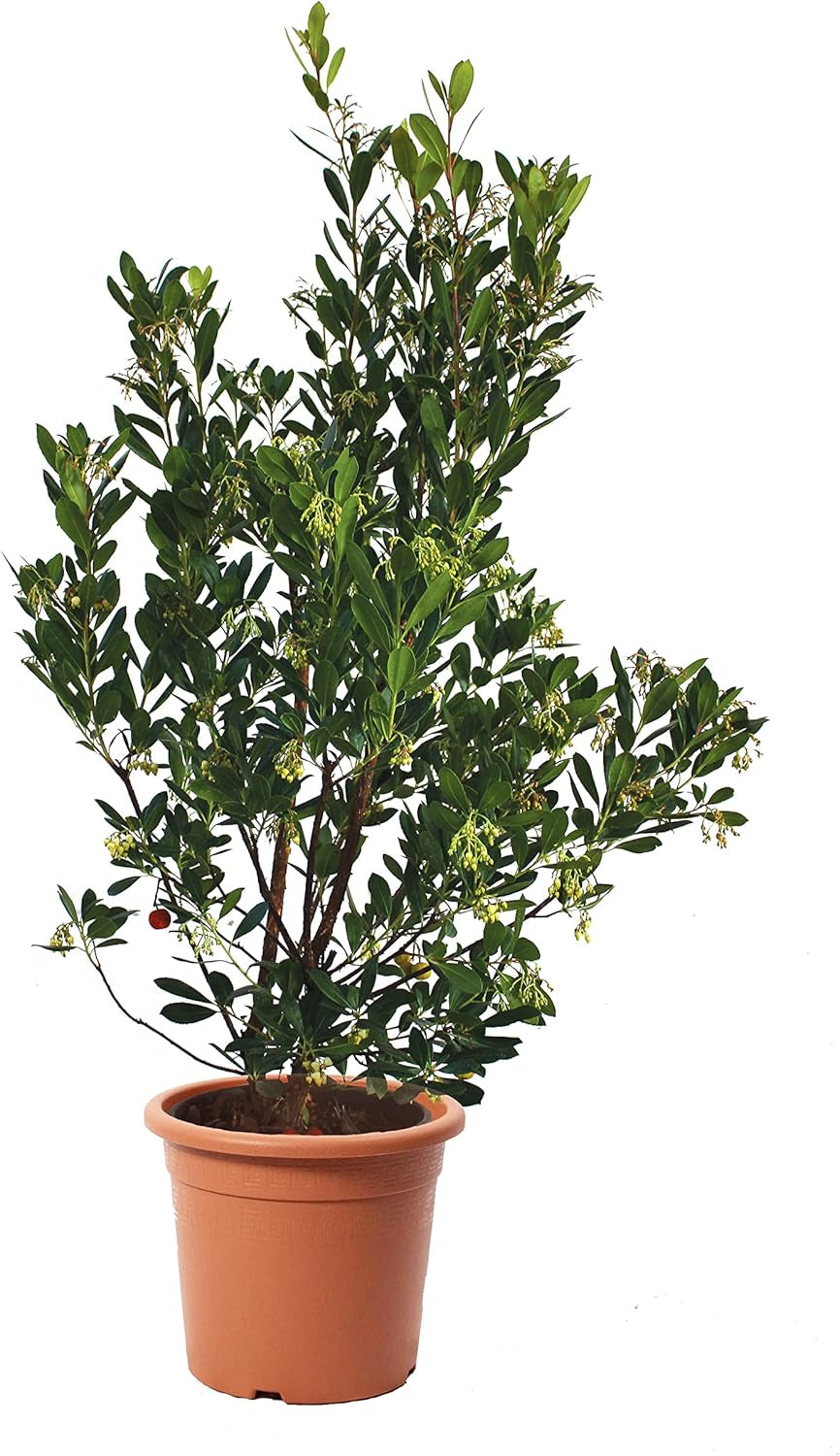 KENTIS - Fraisiers (Arbutus unedo) – Plantes rustiques pour le jardin – Plante persistante, véritable – Hauteur 80-100 cm, pot Ø 24 cm