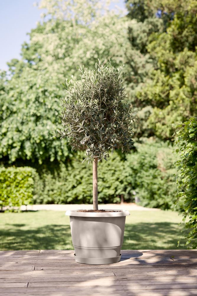 elho Amiga Round 30 - Ghiveci pentru flori pentru interior și exterior - 100% plastic reciclat - Ø 29,5 x H 20,2 cm - Bej/Bej Ciupercă