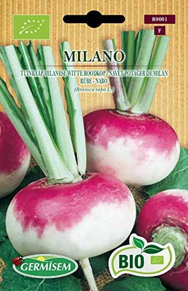 Rübe MILANO