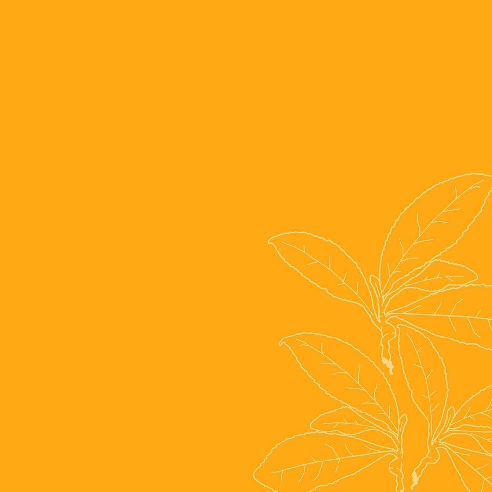 Produit démêlant hydratant en apesanteur Flacon de 237 ml pour cheveux bouclés/ondulés Produits démêlants Naty Shop