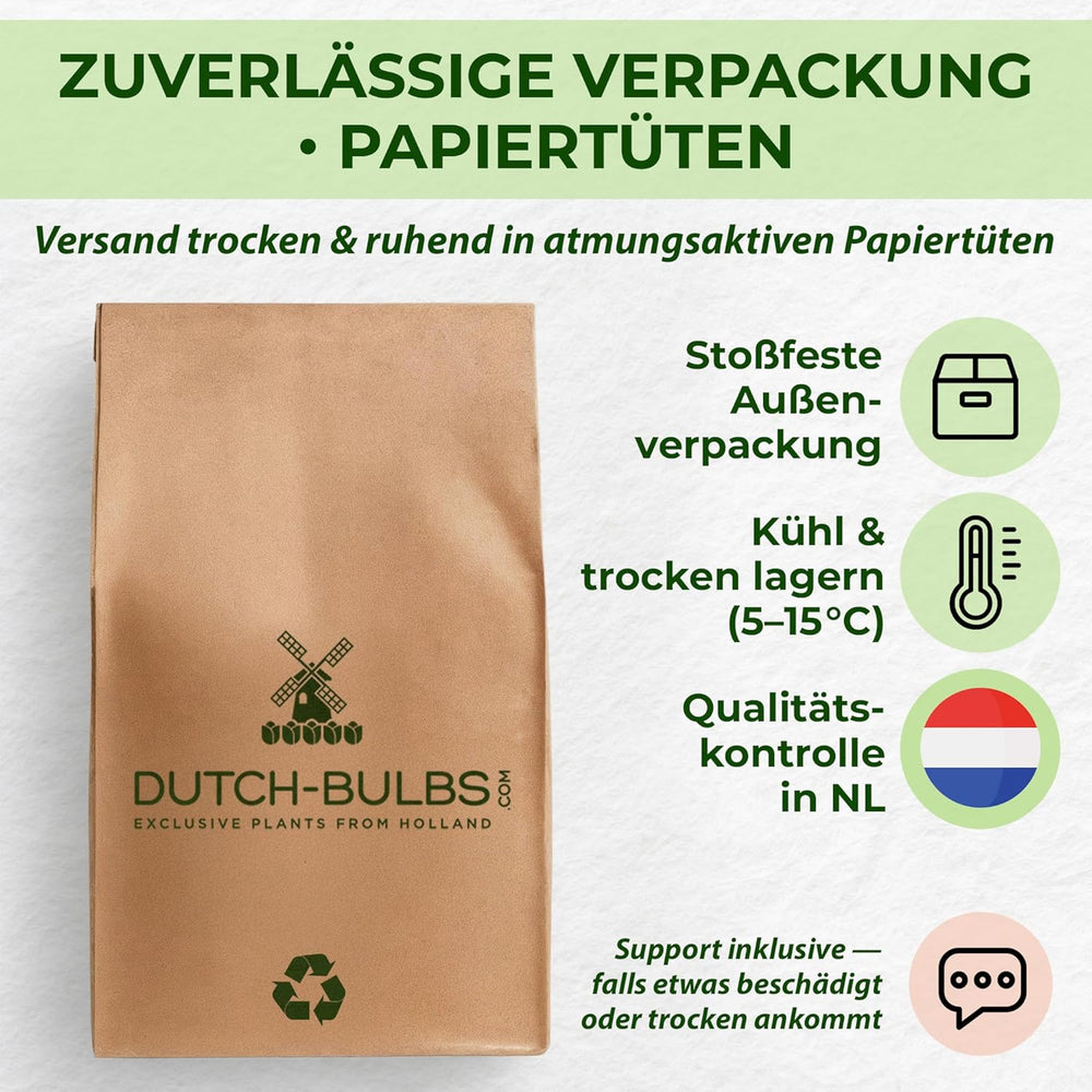 Bulbes de lys vivaces rustiques – Mélange de lotus oriental – 10 bulbes – Bulbes de fleurs hollandais exclusifs – Pour jardin et pots (grands bulbes sans graines, non artificiels)