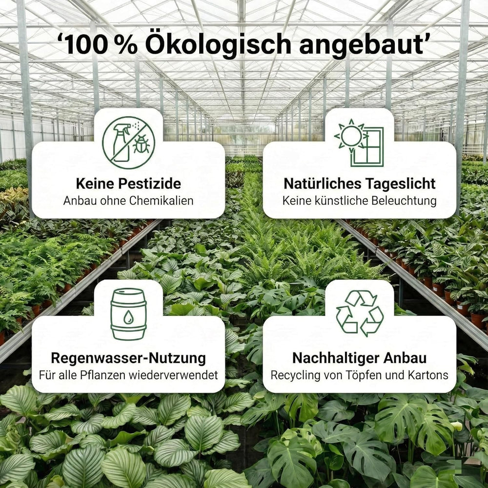 Vdvelde.Com - Luftreinigende Pflanzen 6 - Tierfreundliche Grüne Zimmerpflanzen - Einfacher Und Geringer Lichtbedarf - Ø12 Cm ↥Ca.40 Cm