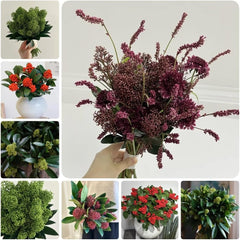 Skimmia, Wohnzimmer Deko Skimmia Japonica Rubella, Alte Sorten Pflanzensamen Exotische Sträucher Garten 50Samen