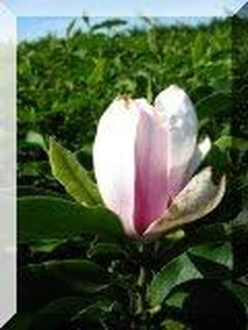 Rosa Weiß Blühende Tulpenmagnolie Magnolia Soulangiana 80-100 Cm Hoch Im 5 Liter Pflanzcontainer