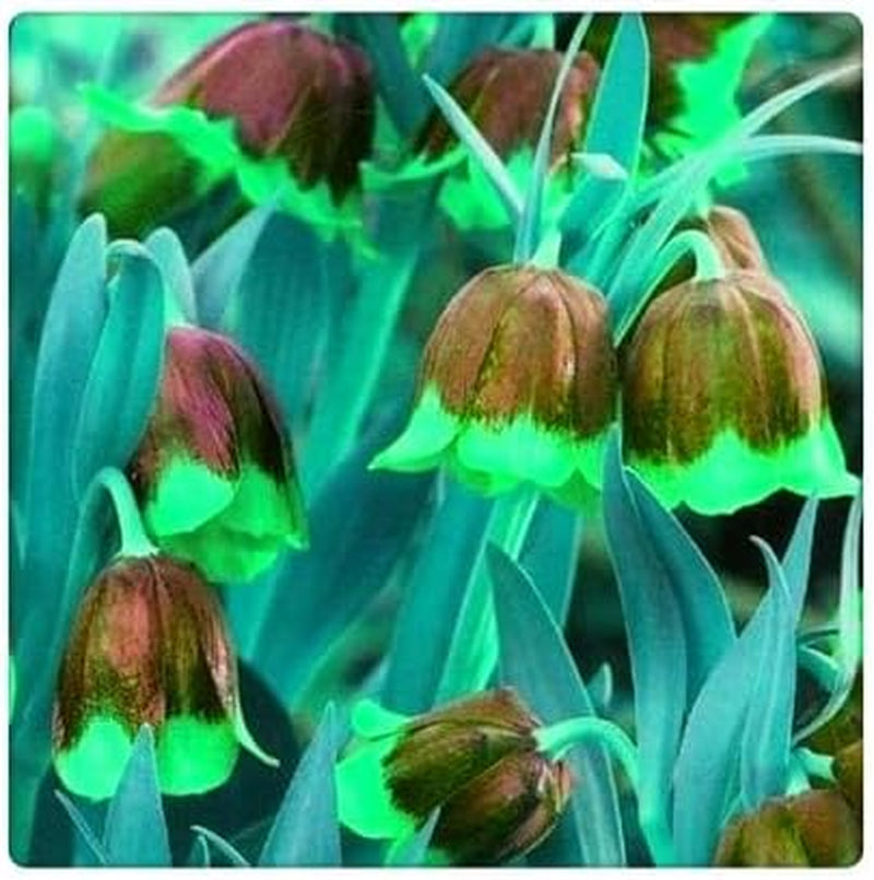 Lebende Pflanzen,Mehrjährige Blumenzwiebel ist winterhart, Winterhart pflanzen, Mysteriöse magische Glühbirne, Blumenzwiebel Mix-4 Oxalis Triangularis Blumenzwiebeln