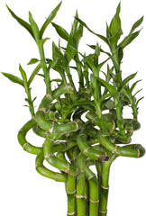 5X Lucky Bamboo Glücksbambus - 50Cm GEDREHT - Spiral in Verschiedenen Groessen - Zimmerbambus Gluecksbambus Zimmer Deko Bam Boo Dracaena Sanderiana Zimmerpflanze