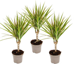 Exotenherz - Zweifarbiger Drachenbaum - Dracaena Marginata Bicolor - Set Mit 3 Pflanzen