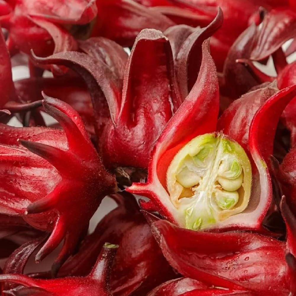 Hibiscus Sabdariffa Bio Winterharte Kübelpflanzen Herbstblumen Blumensamen Gastgeschenk Exotische Balkon Pflanzensamen Balkon Kräutergarten Küche Indoor Seltene Küchenkräuter Deko 300Samen