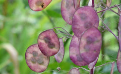 25 graines pour papes - Plante à fleurs de jardin antique - Graines reproductibles pour les agriculteurs, semi-sauvages