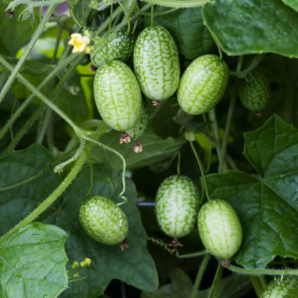Gurken Samen Set: 6 Sorten Gurken Saatgut Mit Freilandgurken Samen, Einlegegurken Samen, Minigurke Samen – Samen Gemüse Samen, Owngrown Gurke Samen