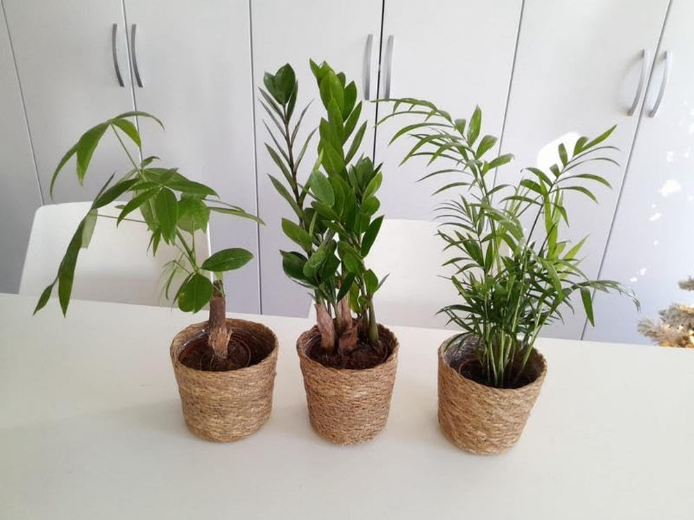 Brighamia Insignis & Monstera Monkey Leaf Set – Exotische Zimmerpflanzen Für Ihr Zuhause, Pflegeleicht, Luftreinigend, Tropisches Flair Bis 40 Cm