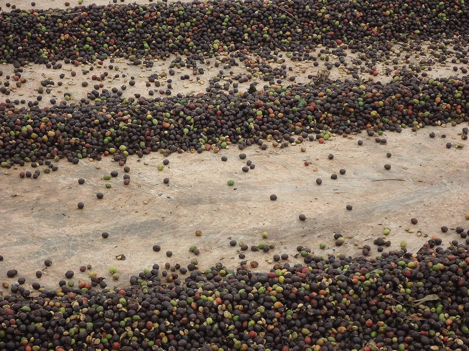 CAFES GUILIS DEPUIS 1928 AMANTES DEL CAFE Kaffee Natural Gold Bohne West Polish 1 kg