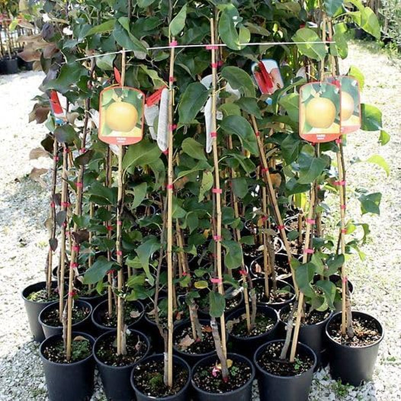 Nashi Shinseik - Obstpflanzen Antik Auf Blumentopf Einer Vase Von 26 - Baum Max 200 Cm – 4 Jahre Anbau Italien