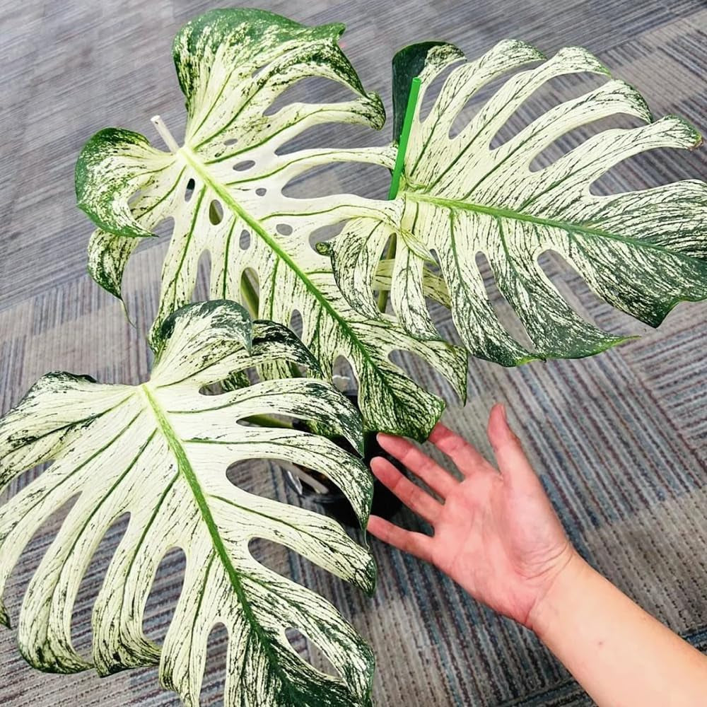 Monsterasamen Selten - Winterharte Balkon Deko Wohnzimmer, Bodendecker Mehrjährig 50Pcs