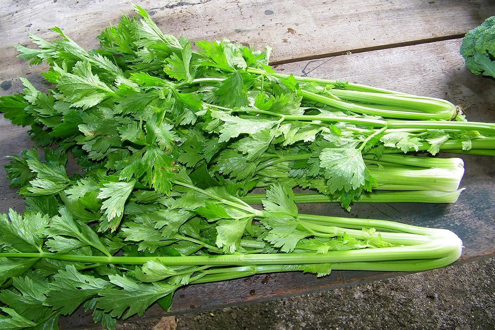 50 Selleriesamen (Apium Graveolens)