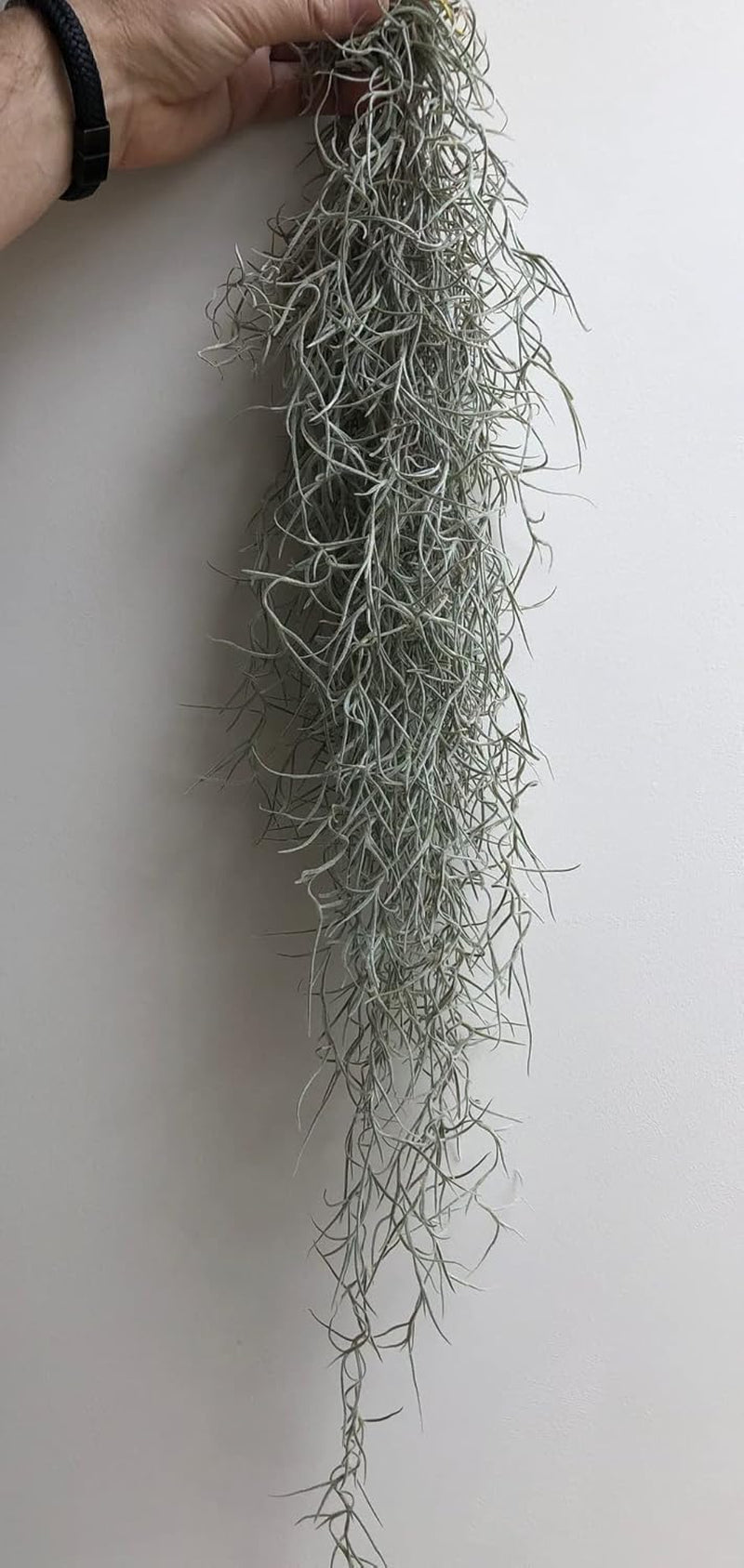 Tillandsien Luftpflanzen 3Er Set – Quallenpflanzen Mit Bronzefarbenen Seeigeln – Echt & Pflegeleicht – Bromeliengewächse Mit Spanischem Moos – Halterung Für Zuhause – Trendyairplants