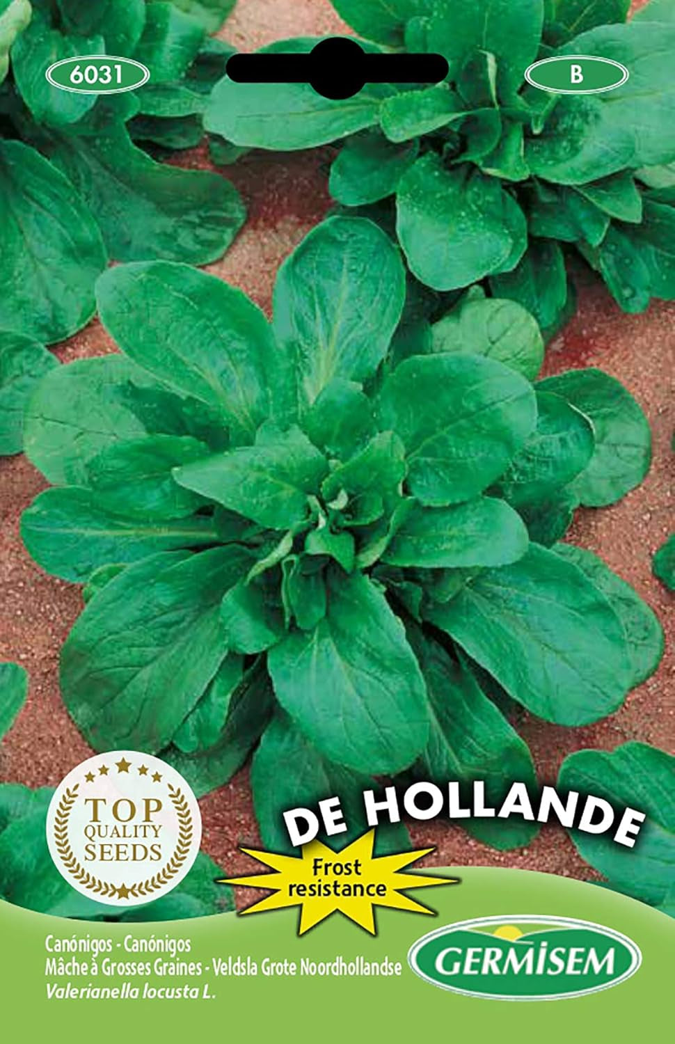 Feldsalat DE HOLLANDE, Mehrfarbig, EC6031